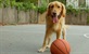 Prvi pogled na "Air Bud Returns" donosi emotivnu priču o novim počecima