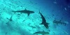 Sharks of Palau