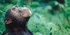 Chimp Family Fortunes