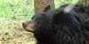 Big Bear Diary