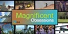 Magnificent Obsessions