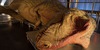 Obdukcija tiranosaura