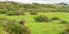 Divlji Gabon