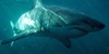 Sharks: The Big 5