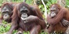 Otok orangutana