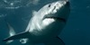 Shark Season