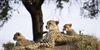 Gepard