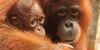 Orangutanski dnevnici