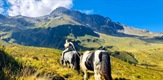 Vom Zauber der Berge - Kärntens faszinierende Alpenwelt / Magic of the Mountains