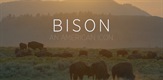 Bizon - američka ikona