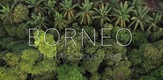 Borneo: Čudesna šuma