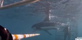 6000lb. shark / 6000lb Shark