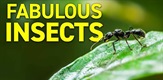 Nevjerojatni insekti