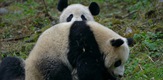 Četiri godišnja doba u carstvu velikih panda