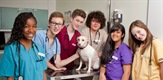 Mladi veterinari