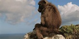 Guardians of Nature - Rehabilitating Baboons