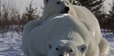 Leto polarnog medveda
