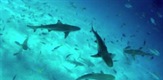 Sharks of Palau
