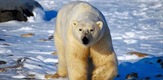 Arktičko kraljevstvo: Život na rubu