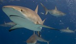 Ocean of Fear: Worst Shark Attack Ever