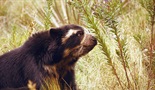 Naravni svet - Andski medvedi