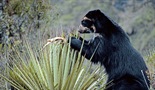 Naravni svet - Andski medvedi