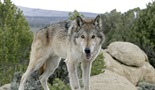 Naravni svet - Lobo - Volk, ki je spremenil Ameriko