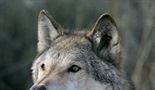 Naravni svet - Lobo - Volk, ki je spremenil Ameriko