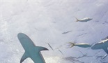 Ocean of Fear: Worst Shark Attack Ever