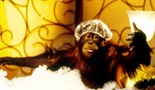Orangutan v hotelu