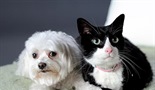 Why We Love Cats and Dogs