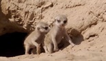 Meerkats: Secrets of an Animal Superstar