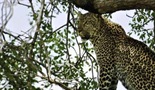 Borilački klub leoparda