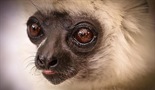 Naravni svet - Ogroženi lemurji