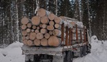 Sibirske drvoseče