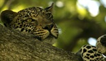The Unlikely Leopard