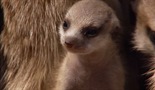 Meerkats: Secrets of an Animal Superstar