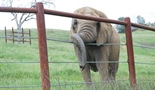 An Apology To Elephants