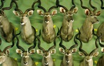 Safari