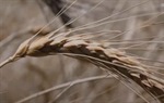 Gluten - neprijatelj broj jedan?