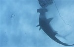 Shallow Water Invasion