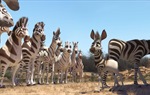 Khumba 