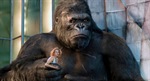 King Kong