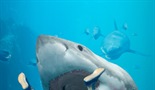 Morski psi: Strah iz dubina