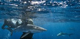 Tiburones: The Sharks of Cuba