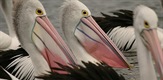 Pelicans: Outback Nomads