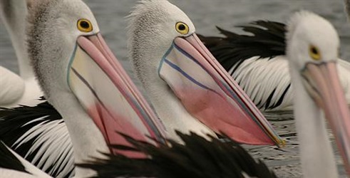 Pelikani: pustinjski nomadi