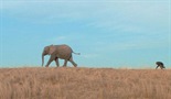 Slonovske priče