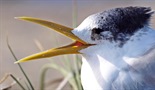 Penguin Island - Western Australia