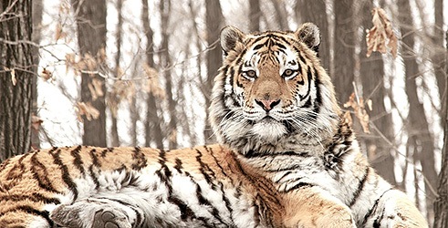 Lov na sibirskog tigra